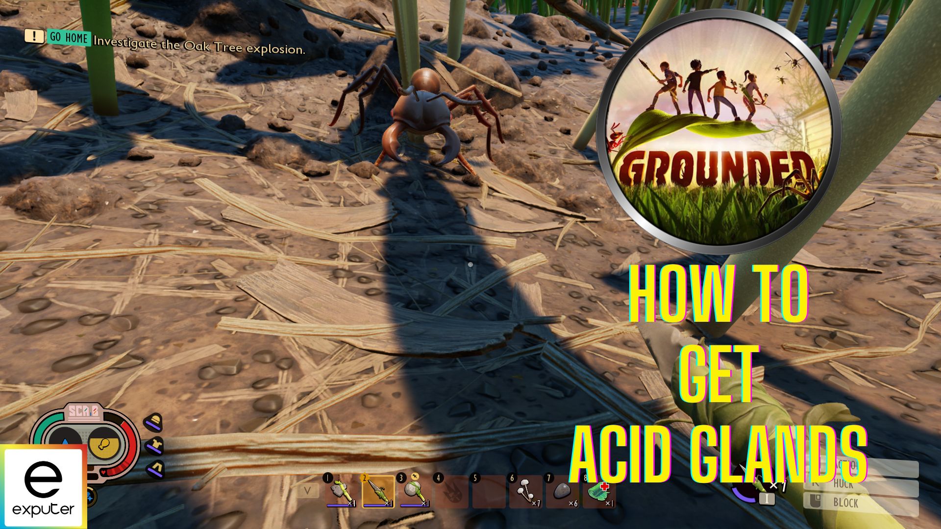 acid glands in grounded