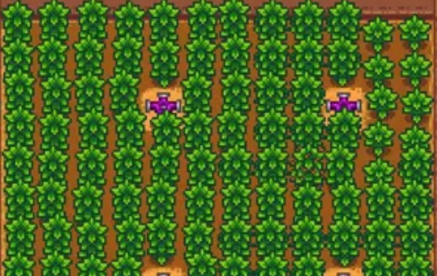 how to grow coffee beans in stardew valley