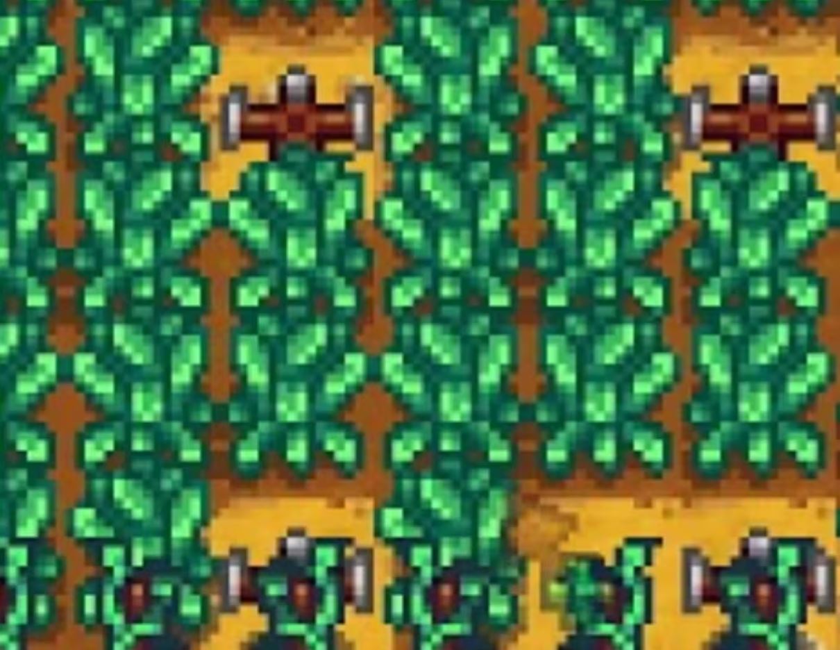 How to grow Kale in stardew valley